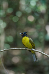 black-crested bulbul perched on branch