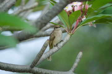 Streak-eared​ bulbul​ stand​ing on branches​