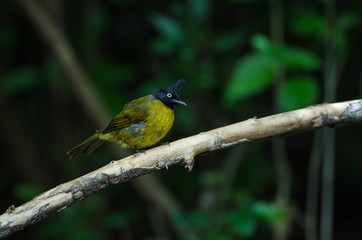 black-crested bulbul perched on branch