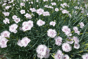 Maiden pink in full bloom in May