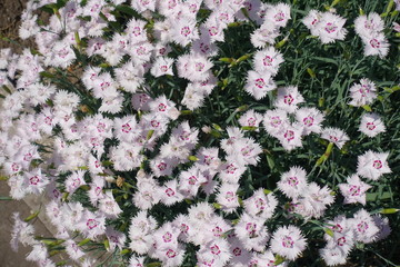Lots of pale pink flowers of Dianthus