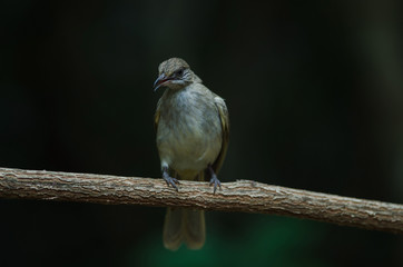 Streak-eared​ bulbul​ stand​ing on branches​