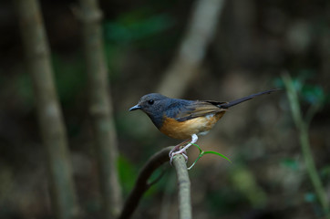 White-rumped Shama female bird