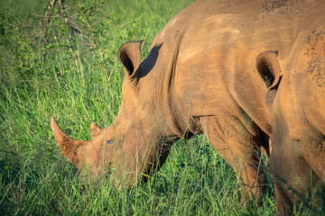 Obraz premium Rundreise Südafrika Roadtrip