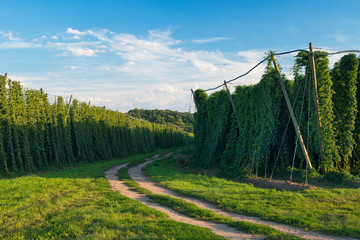 Dirt road within hop field before harvest.