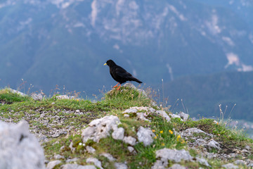 Alpendohle sitzt auf einem Stein und im Hintergrund die Chiemgauer Alpen