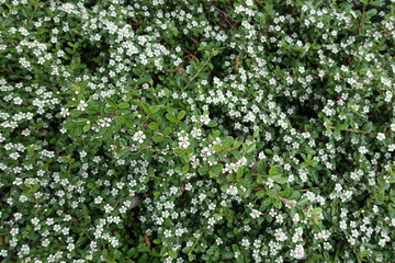 Flat regularly-branched sprays of foliage of Cotoneaster horizontalis in bloom
