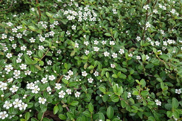 Fototapeta na wymiar Flowering Cotoneaster horizontalis shrub in early May