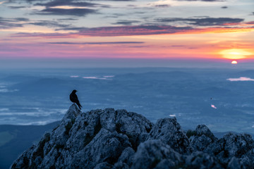 Alpendohle sitzt bei Sonnenuntergang auf einem Fels