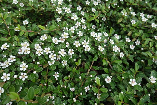 Branches of Cotoneaster horizontalis covered with small white flowers