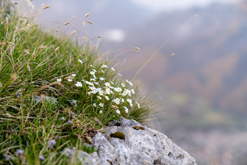 Alpen Kuhschelle Pulsatilla in der Blüte