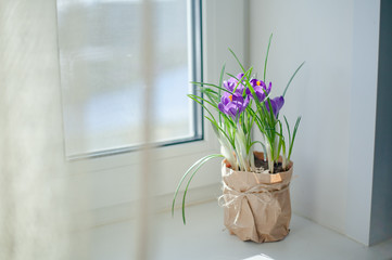 A pot of flowers on the window
