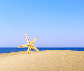 Fototapeta na wymiar sea shell on sand against the sea