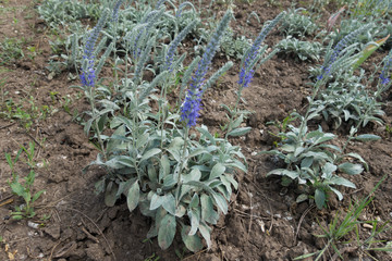 Beginning of florescence of Veronica spicata incana