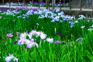 花しょうぶ