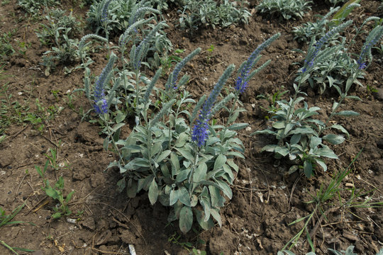 First flowers on spikes of Veronica incana