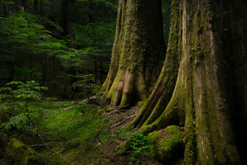 Old Growth Tree Trunks