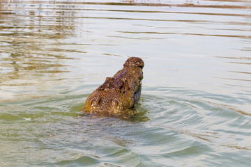 Fototapeta na wymiar The crocodile swallows the prey. Lake Baringo, Kenya.