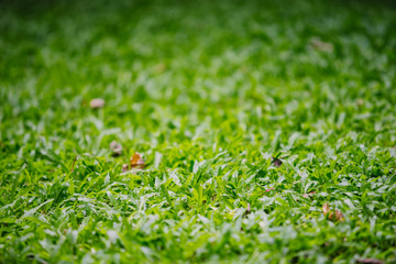 Selective focus of green grass background.
