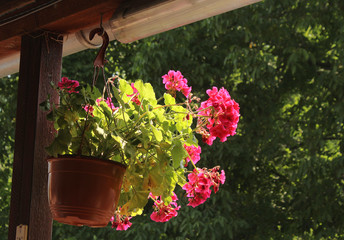 Fototapeta na wymiar Summer in the garden - hanging flower pot with beautiful pink flowers of Geranium (Pelargonium)