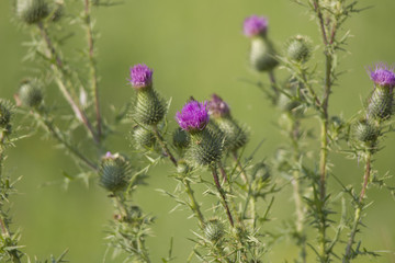 The flowers of the field-thistle in a flower meadow