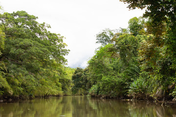 Fototapeta na wymiar Mangrove tour in Sierpe, Costa Rica