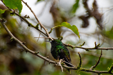 green hummingbirds