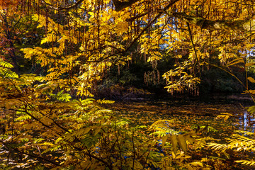 Fototapeta na wymiar autumn beautiful forest. Autumn landscape