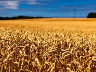 Summer Golden Wheat