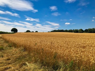 Fototapeta premium Summer Wheat Field Landscape
