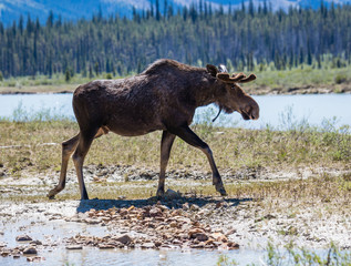 moose
