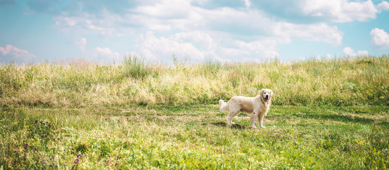 Naklejka premium friendly golden retriever dog on beautiful meadow with cloudy sky