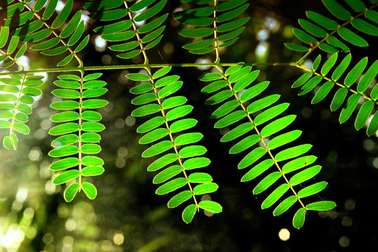 Fototapeta Tamarind leaf with black background