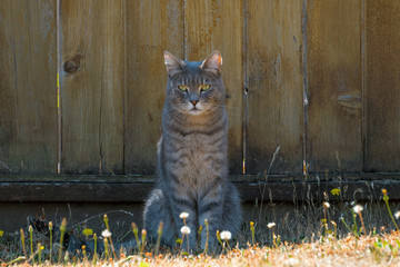 Gray Tabby Cat Sitting by backyard Fence