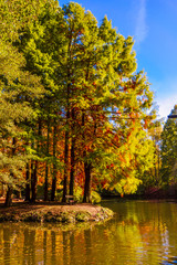 colorful autumn colors in the forest