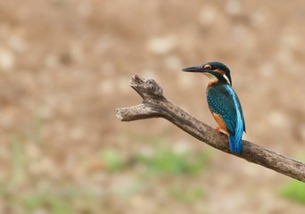 Kingfisher on a branch