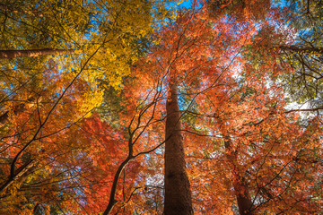 Obraz premium multi color trees in the autumn forest