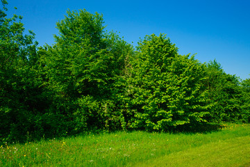 Fototapeta premium Pole zielone wiosny. pole trawy