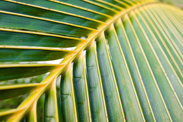 Close up coconut leaf show beautiful line and curve, coconut tree on the beach by the sea.