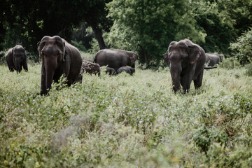 Fototapeta na wymiar Elephants in a National Park from Sri Lanka