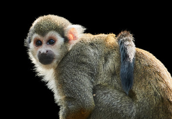 Isolated on black background, Common squirrel monkey, Saimiri sciureus.  Portrait of Amazon Basin monkey.  