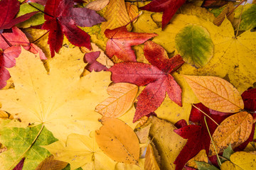 Autumn Leaves Background. leaves floral natural background