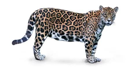 Foto op Plexiglas Isolated on white background, side view on Jaguar, Panthera onca, the biggest cat in South America, gazing directly at camera. © Martin Mecnarowski