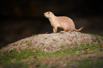 Black-tailed prairie dog, Cynomys ludovicianus, sitting on a soil pile against dark background. Rodent, guardian of a colony observing the surroundings. Great plains of North America.