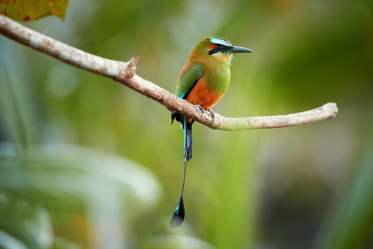 Isolated Turquoise-browed motmot, Eumomota superciliosa, tropical bird with racketed tail native to central America, national bird of El Salvador and Nicaragua. Costa Rica wildlife photography.   