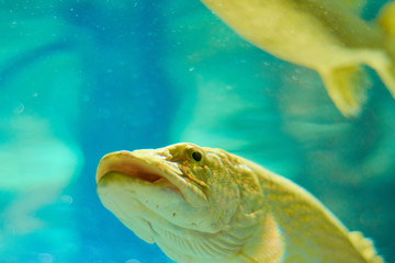 fish under water colored