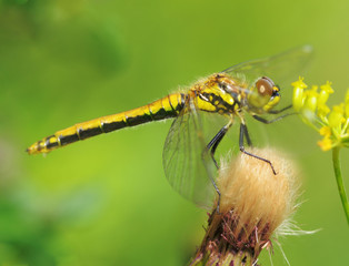Dragonfly sitting on the stem of the plant.