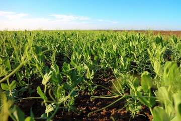 Green pea sprout shoots in field
