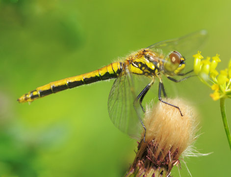 Dragonfly sitting on the stem of the plant.