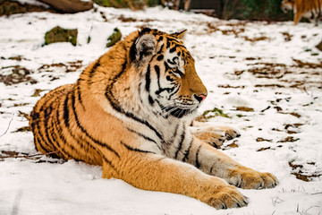 Fototapeta na wymiar Tiger in the snow